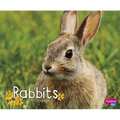 Rabbits