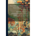 Figures Illustrating the Structure of Various Invertebrate Animals, (Mollusks and Articulata)