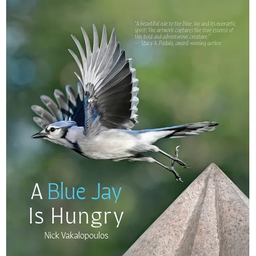 A Blue Jay is Hungry