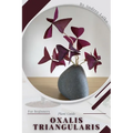 Oxalis triangularis: Plant Guide