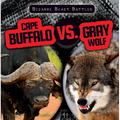 Cape Buffalo vs. Gray Wolf