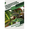 Chlorophytum comosum (Spider Plant): Open terrarium, Beginner's Guide