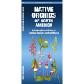 Native Orchids of North America