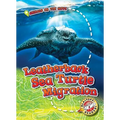 Leatherback Sea Turtle Migration