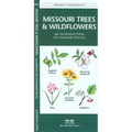 Oklahoma Trees & Wildflowers: An Introduction to Familiar Species