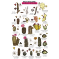 Mac's Field Guides: Southwest Cacti, Shrubs, Trees