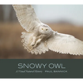Snowy Owl: A Visual Natural History