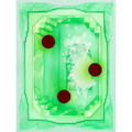 Cosmic Caesious, Cosmic Zinnober, Cosmic Celadon, Cosmic Virescent