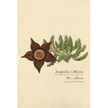 Stapelia Mixta