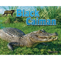 Black Caiman
