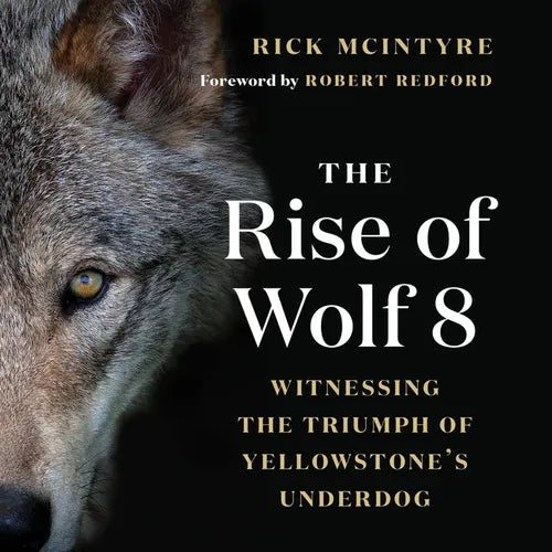 The Rise of Wolf 8: Witnessing the Triumph of Yellowstone's Underdog