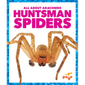 Huntsman Spiders