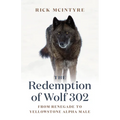 The Redemption of Wolf 302: From Renegade to Yellowstone Alpha Male