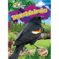 Blackbirds