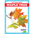 Maple Tree