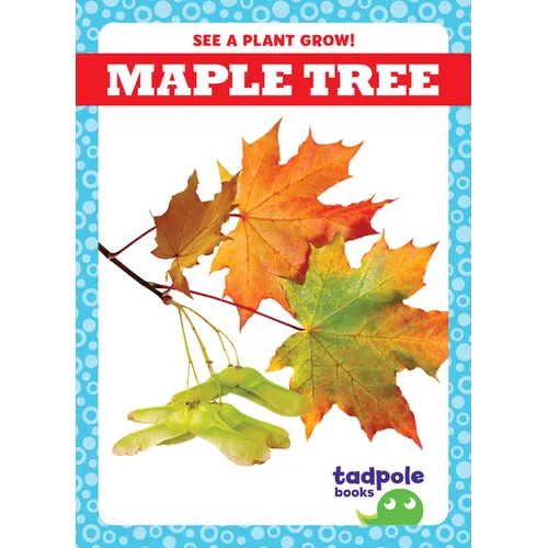 Maple Tree