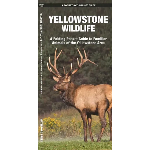 Yellowstone Wildlife: A Folding Pocket Guide to Familiar Animals of the Yellowstone Area