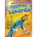 Collared Lizards