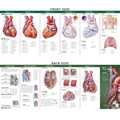 Anatomical Chart Company's Illustrated Pocket Anatomy: Anatomy of the Heart Study Guide