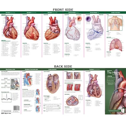 Anatomical Chart Company's Illustrated Pocket Anatomy: Anatomy of the Heart Study Guide