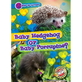 Baby Hedgehog or Baby Porcupine?