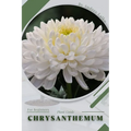 Chrysanthemum: Plant Guide