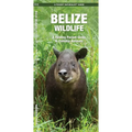 Belize Wildlife: A Folding Pocket Guide to Familiar Animals