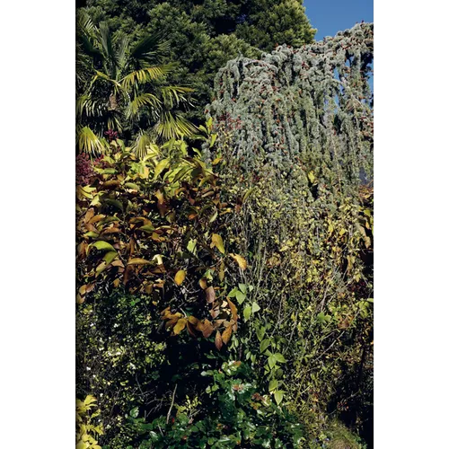 Nicolas Faure: The Order of Things