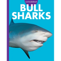 Curious about Bull Sharks