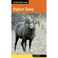 Bighorn Sheep