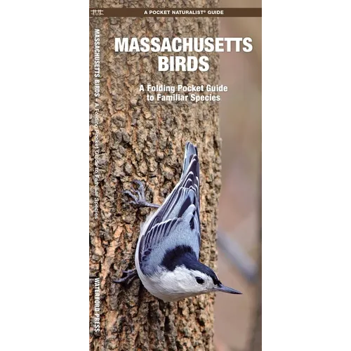 Massachusetts Birds