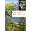 Wildflowers of the Adirondacks