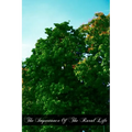 The Importance Of The Rural Life: According To The Philosophy Of St. Thomas Aquinas A Study In Economic Philosophy