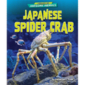 Japanese Spider Crab