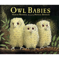 Owl Babies