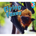 All about Flying Foxes