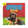 Labrador Retriever Puppies