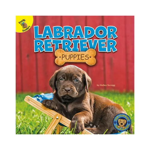 Labrador Retriever Puppies