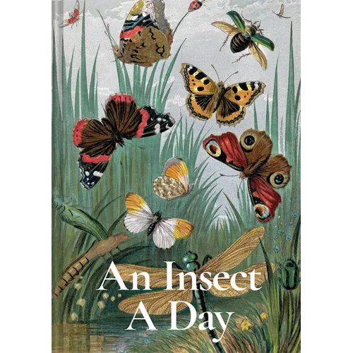 An Insect a Day