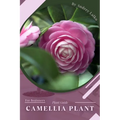 Camellia Plant: Prodigy Petal, Plant Guide