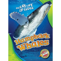 Humpback Whales