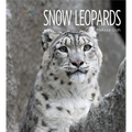 Snow Leopards