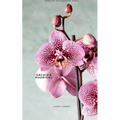 Orchid's Madrigal