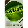 Venus Flytrap: Plant Guide