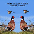 South Dakota Animals and Mammals Wildlife Book: Great South Dakota Animals Book for Children of all Ages