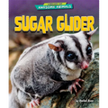 Sugar Glider