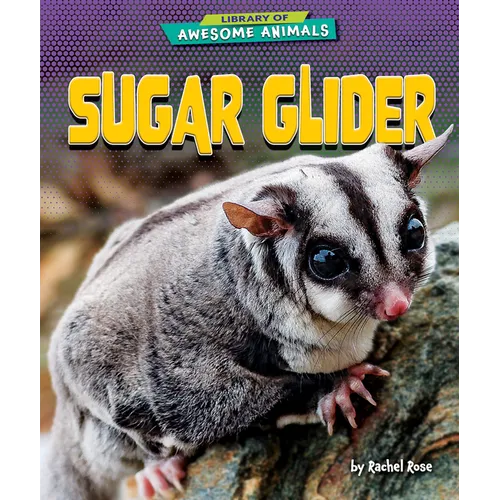 Sugar Glider