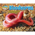 Bloodworms and Other Wriggly Beach Dwellers