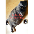 I'm Not Fat I'm Fluffy Cat Gift For Mom Wife Lover Women Sister Nurse