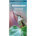 Hummingbirds, 3rd Ed: A Folding Pocket Guide to Familiar Species